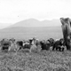 Image for article titled These Dogs are Honorary Geologists for Their Early Exploration of Alaska